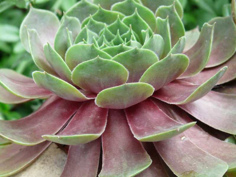 light, no people, flower, saxifrage, pink color, plant part, thick sheet greenhouse, succulent plant, real houseleek, high angle view, beauty in nature