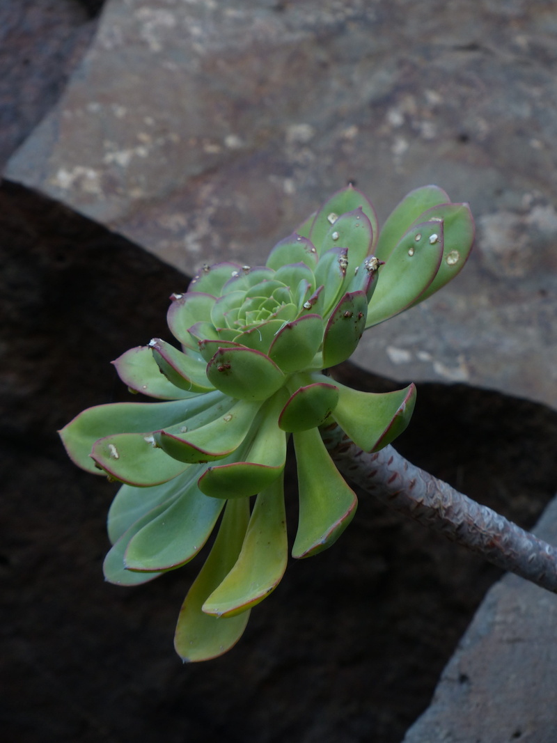 aeonium haworthii, focus on foreground, close-up, leaf, beauty in nature, growth, day, succulent plant, rosettes, no people, high angle view, 4K, freshness