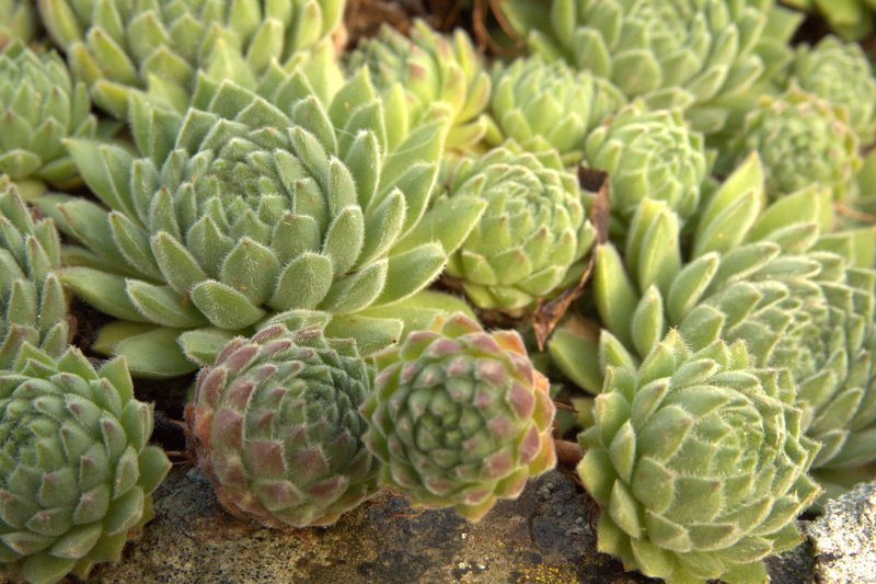 succulent plant, nature, rosette, backdrop, no people, food, outdoors, leaf, raw food, beauty in nature, ripe, vegetable, plant, saxifrage, healthy eating