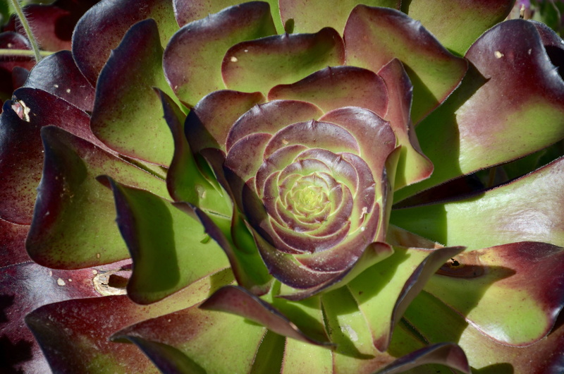 flower, freshness, no people, vegetable, succulent, succulent plant, green, close-up, flower head, 4K, thick sheet greenhouse, leaves, nature, beauty in nature