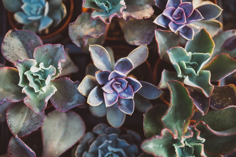 stylish, green color, vulnerability, flowering plant, closeup, close-up, succulent plant, botanical, ornamental, succulent, flower head, flower, pot, rosette