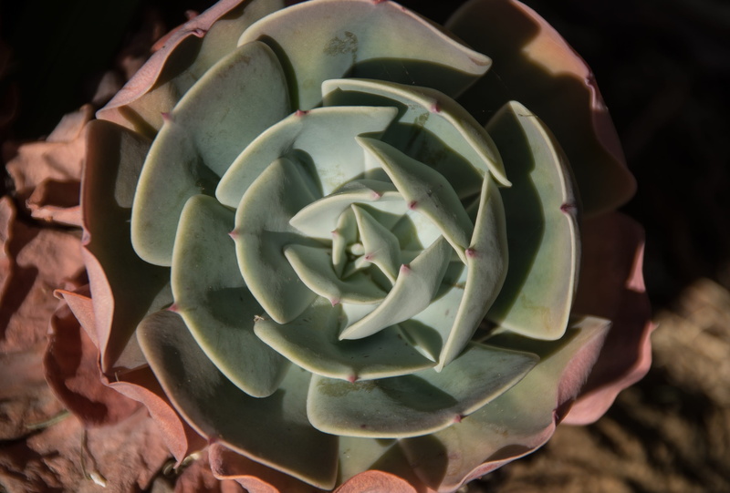 rose, pattern, flower, growth, australia, beauty in nature, pink, leaf, succulent plant, petal, fragility, green, flower head, nature, freshness, plant