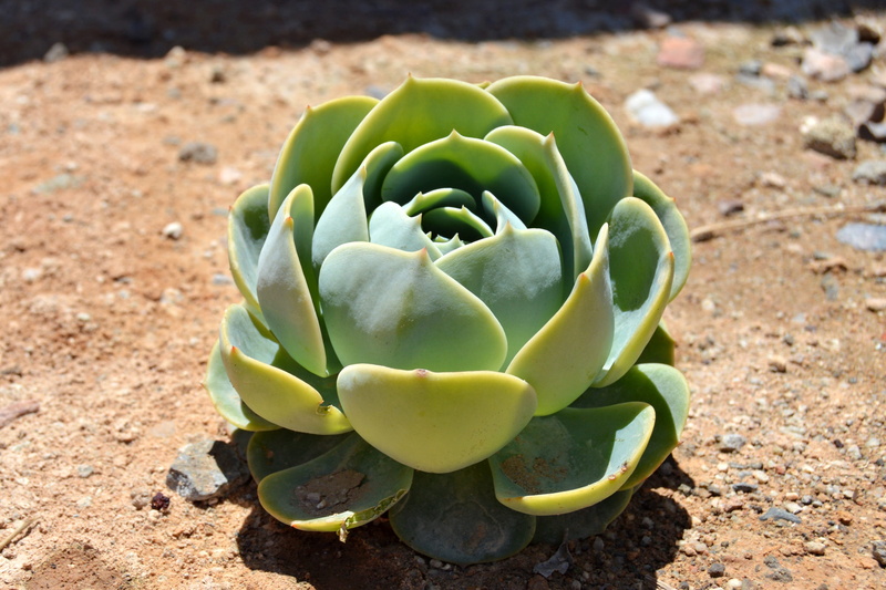 succulent Plant, cacti, environmental, land, botany, spiked, field, natural, day, beauty in nature, vegetation, ground, plant, growing, summer, high angle view