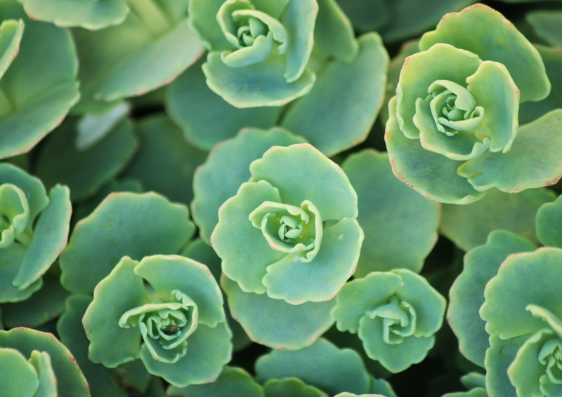 day, plants, ornamental plant, outdoors, fettpflanze, beauty in nature, flowering plant, green color, thick sheet greenhouse, succulent, botany, garden plant
