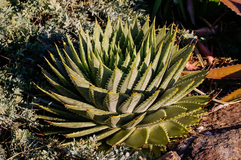 growth, Succulent, green, cactus, no people, Rosette, australia, plant, close-up, day, high angle view, nature, outdoors, spiky, tranquility, thorn, spiked