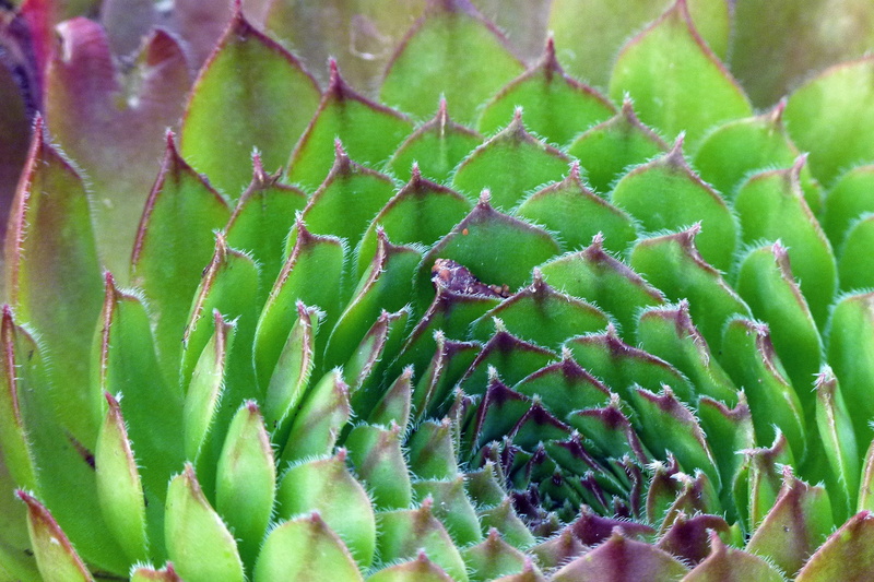 rosette, selective focus, leaves, leaf, spiky, Plant, garden, focus on foreground, backgrounds, Succulent, spiked, day, plant, botany, sharp, outdoors