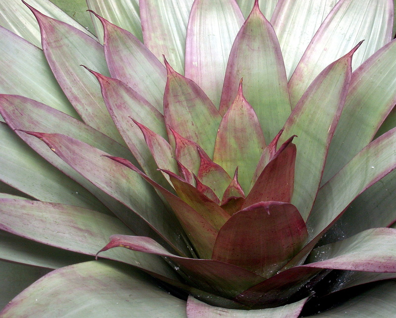 plant part, rosette, flower, flower head, backgrounds, cactus, no people, beauty in nature, outdoors, botany, pink color, aloe, 2K, Succulent, leaf, succulent plant