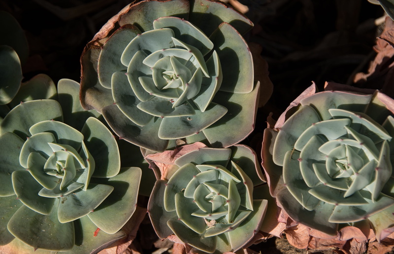 succulent, plant part, rosettes, growth, leaf, no people, close-up, pattern, beauty in nature, 2K, green, high angle view, succulent plant, nature, spiked