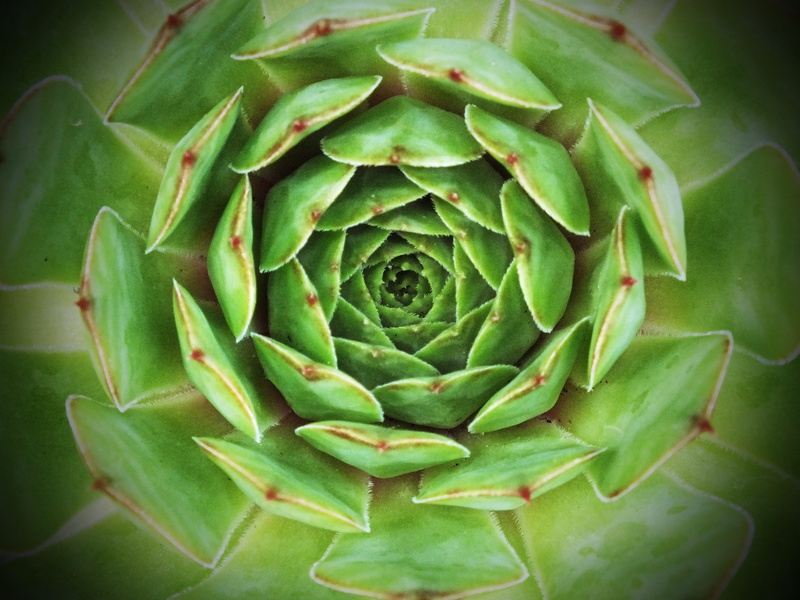 plant, horticulture, concentric, directly above, rosette, cacti, natural pattern, green Color, no people, garden, 4K, organic, Hens And Chicks, botanical
