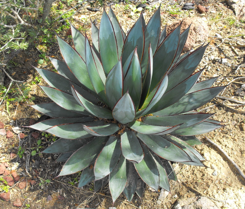 sunlight, succulent plant, field, green, daytime, freshness, agave, exotic, 2K, nature, symmetrical, cactus, green color, plant part, day, blue glow, land