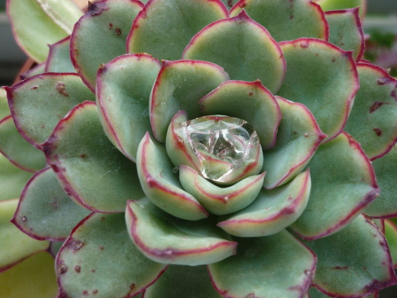 day, houseleek, green color, close-up, freshness, sea green, cactus, thick sheet greenhouse, high angle view, food, food and drink, 1080P, growth, nature