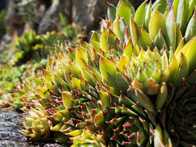 pyrenees, nature, sharp, outdoors, spiked, focus on foreground, tropical Climate, leaf, thorn, alpine, sunlight, cactus, houseleek, tectorum, sempervivum