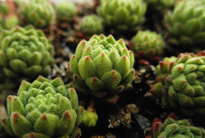 freshness, growth, perennials, succulent plant, sempervivum, green color, pyrenees, alpinum, healthy eating, green, food, plant, focus on foreground, montanum