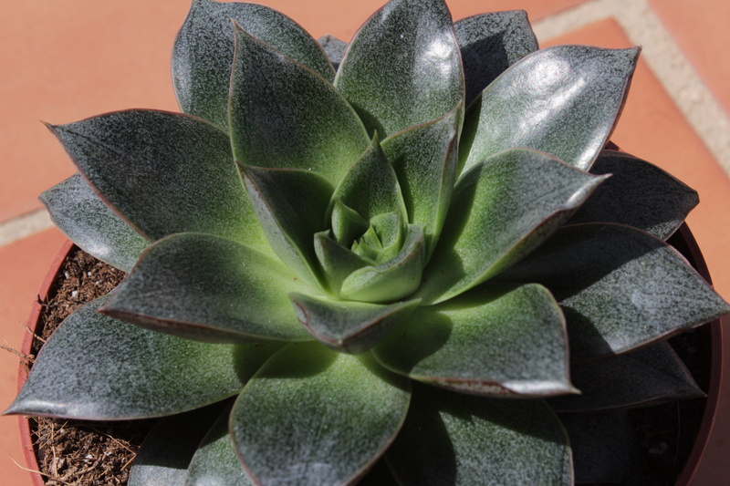 succulent, flower head, high angle view, houseplant, botany, plant, gross, freshness, potted plant, beauty in nature, leaf, nature, 5K, exotic, succulent plant
