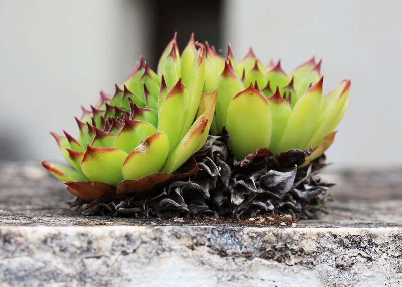 food and drink, succulent, healthy eating, food, sempervivum, no people, outdoors, fruit, succulent plant, freshness, green color, 2K, day, flower, garden