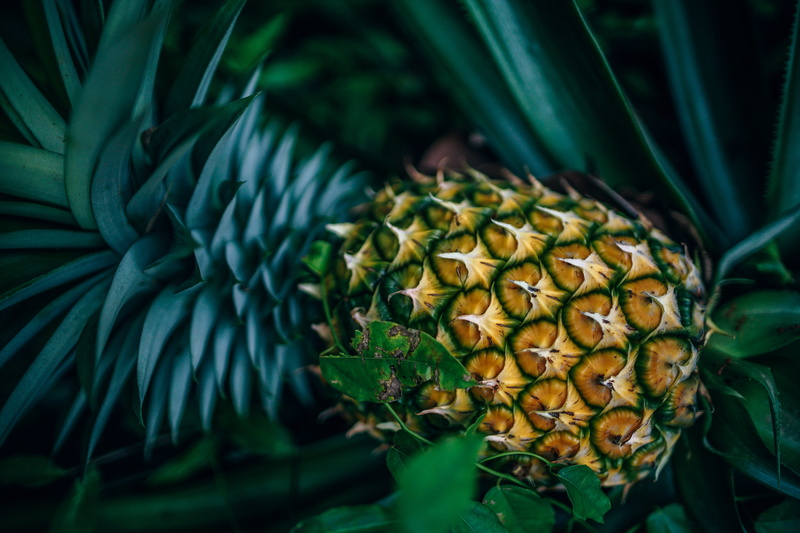 grow, organic, seasonal, food and drink, tropical fruit, vibrant, flower, color, flower head, juicy, 5K, plant part, nutritious, close-up, flowering plant