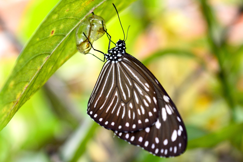 moth, cocoon, black, pattern, pupa, birth, butterfly, plant, invertebrate, black color, born, insect, one animal, macro, nature, closeup, leaf, newborn
