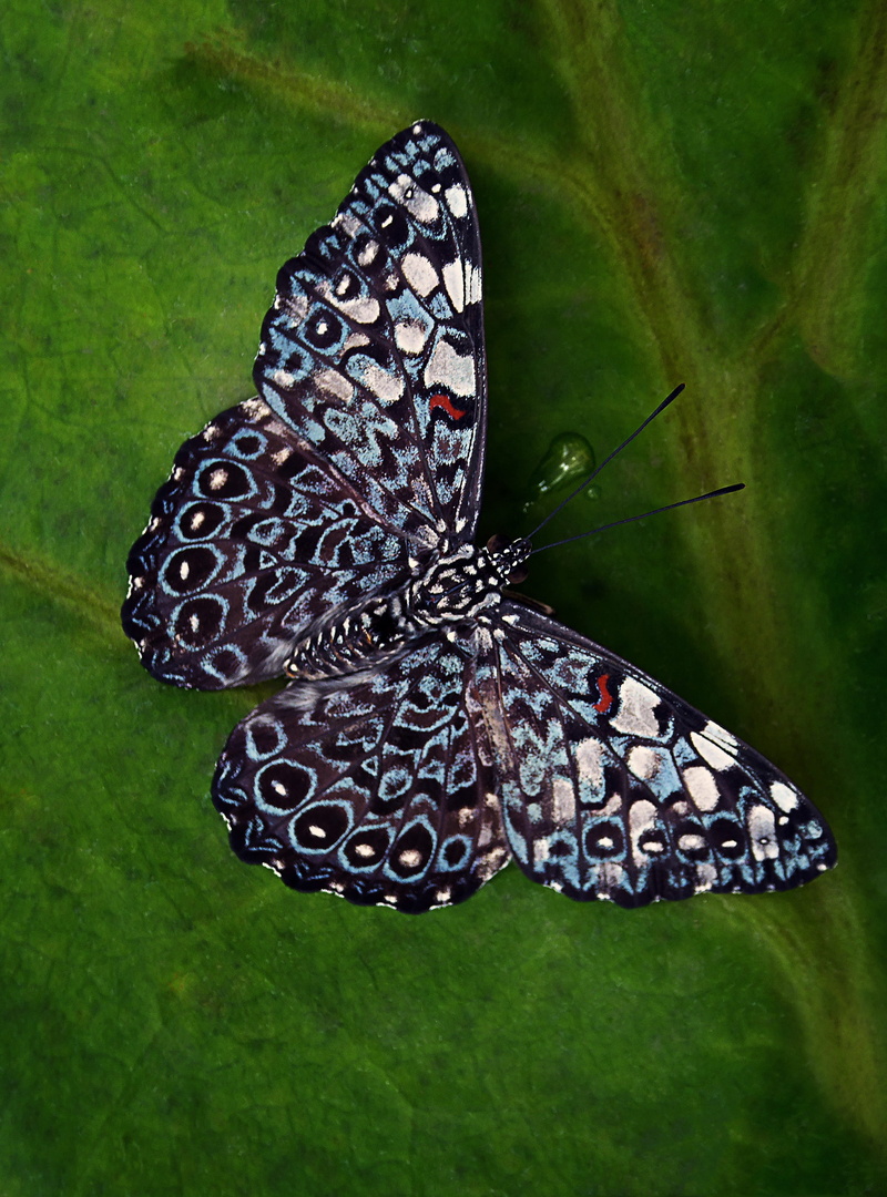close-up, black, leaf, bright, butterfly, butterfly - insect, color, one animal, animal wildlife, animal markings, blue, insect, black and white, outdoors