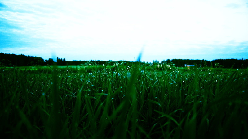 sky, agriculture, day, green color, tranquil scene, grass, surface level, outdoors, scenics - nature, field, crop, water drops, beauty in nature, blade of grass