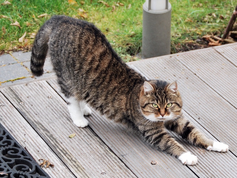 looking at camera, cat, 1080P, domestic Cat, animal themes, cats, gray, one animal, black, mammal, relaxation, kitten, no people, feline, coon, stretching