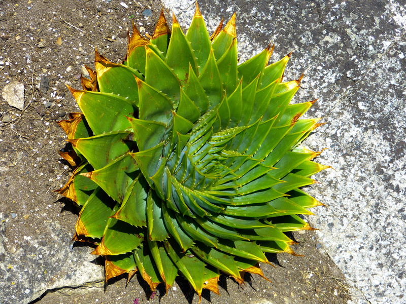 spiralaloe, beauty in nature, nature, outdoors, 4K, no people, green, natural pattern, plant, plant part, leaf, day, freshness, green color, spiral, aloe