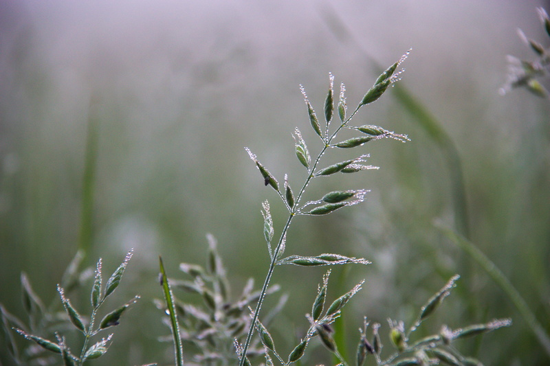 grön, dagg, nature, green leaf, closeup, photography, mist, Dew, grass  green, plant, summer, 5K, close-up, dimma, closeup photography, outdoors, green