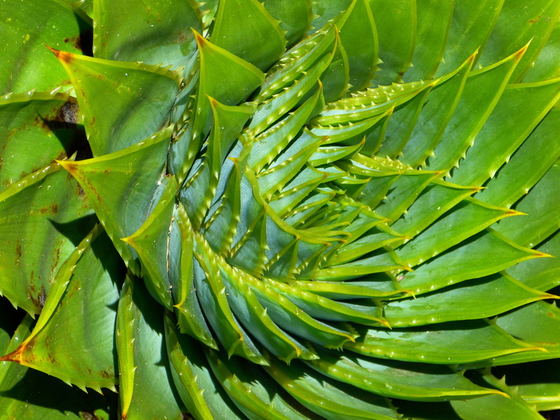 leaves, spiky, sunlight, grow, natural pattern, freshness, aloe polyphylla, 4K, succulent, leaf, outdoors, green, beauty in nature, nature, no people