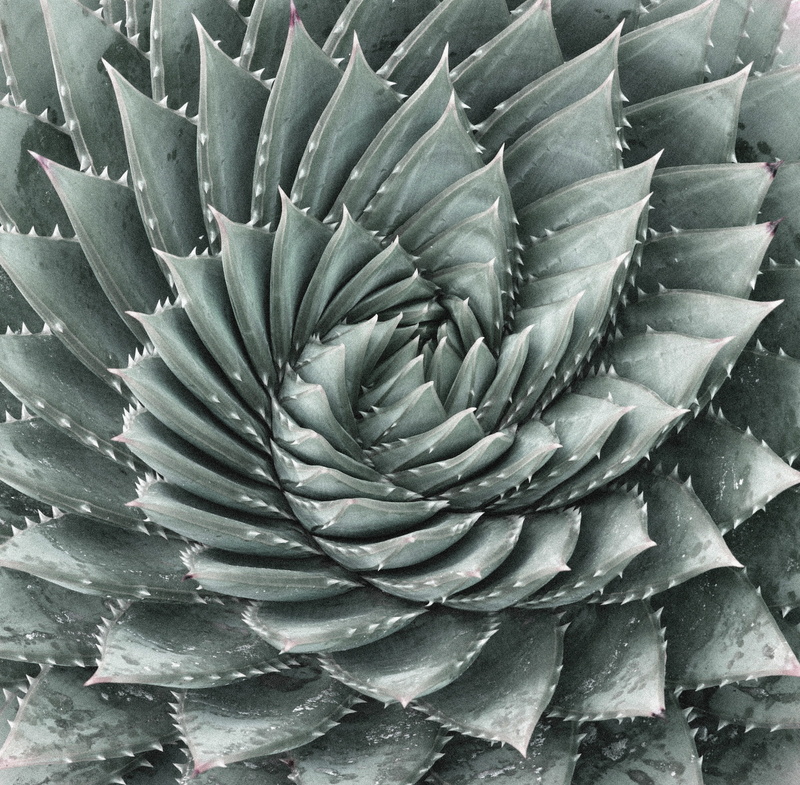 Rotate, 2K, beauty in nature, backgrounds, botany, spiked, petal, inflorescence, no people, leaf, flowering plant, gray, pattern, plant, outdoors, indoors