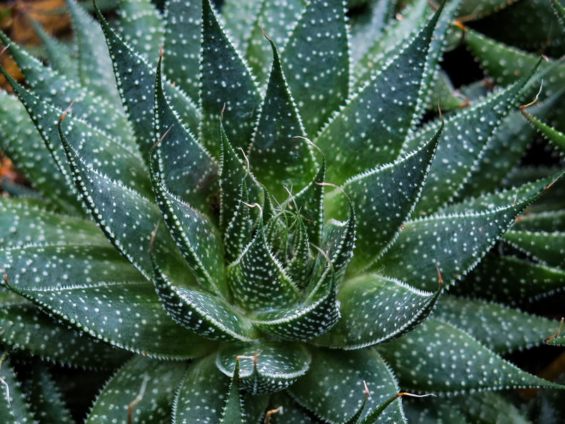 water, dew, 4K, inflatable, cactus, backgrounds, invertebrate, raindrop, animal, aloe, outdoors, close-up, plant part, wet, beauty in nature, plant, full frame
