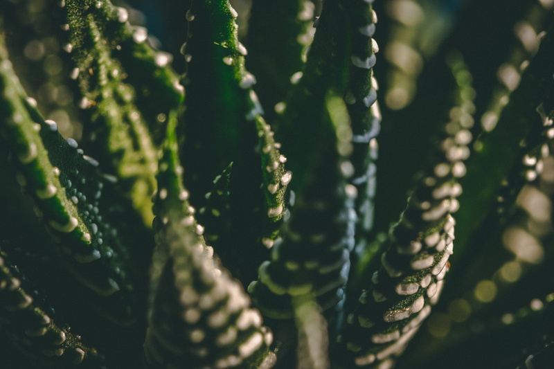selective focus, fragility, sunlight, beauty in nature, texture, 5K, tranquility, close up, green color, focus on foreground, macro, aloe vera, freshness