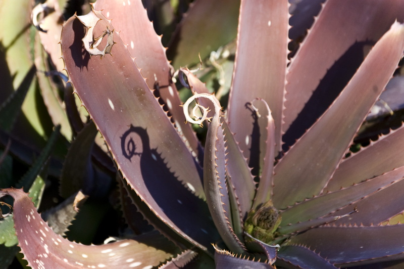 sunlight, organic, outdoors, succulent plant, natural, succulent, text, beauty in nature, sharp, no people, communication, gel, plant, close-up, growth