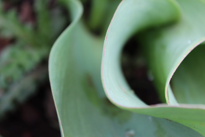 aloe, no people, growth, flower, anthurium, spiral, watering can, blossom, full frame, outdoors, nature, plant part, botany, selective focus, tin, can