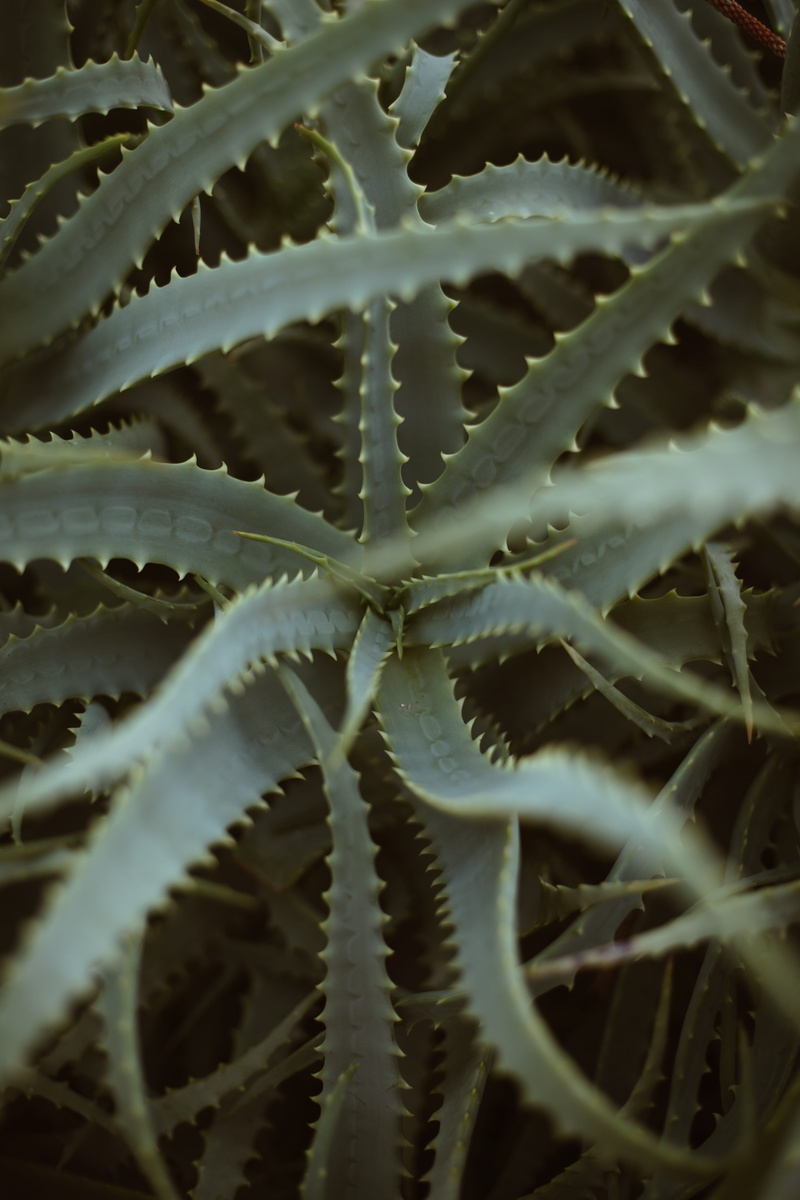 close-up, gazelle, starfish, spiral, animals in the wild, aloe, growth, animal, bird, sea, animal wildlife, can, full frame, 5K, selective focus, water