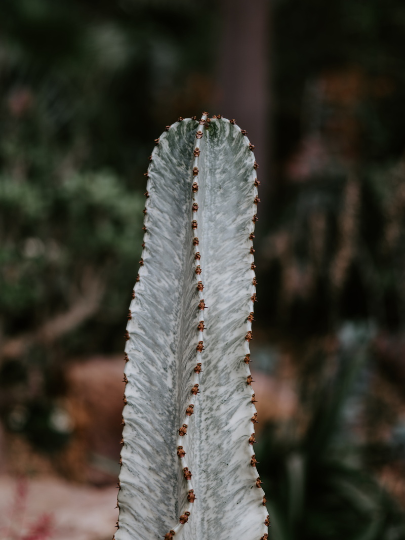 white color, abies, aloe, sunlight, greenhouse, snake, architecture, field, sharp, pattern, milk can, selective focus, close-up, 8K, cricket insect, tree