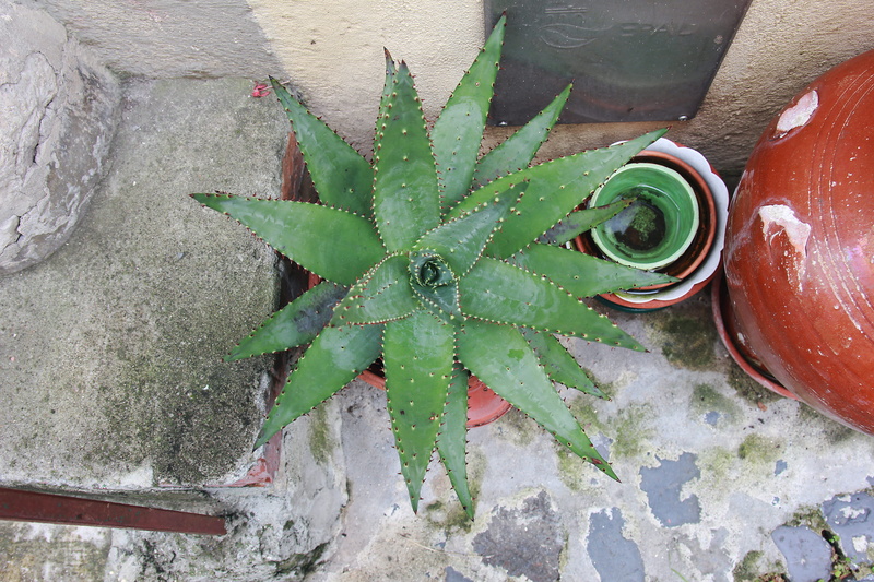 plant, photography, nature, street, agavaceae, 5K, flower, petal, jar, green color, spiral, succulent plant, growth, plant part, high angle view, potted plant