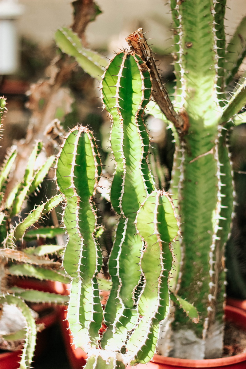 day, aloe, spiral, cactus, tranquility, thorn, no people, leaf, focus on foreground, succulent plant, sharp, greenhouse, fragility, inflatable, spiked