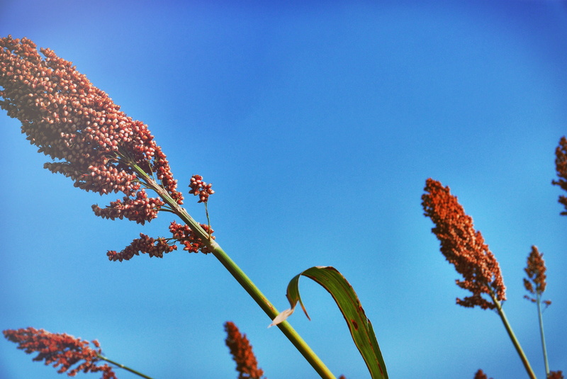 tranquility, food and drink, sky, medicine, beauty in nature, flower, medication, flowering plant, plant, freshness, close-up, homeopathy, aloe ferox, bitter aloe