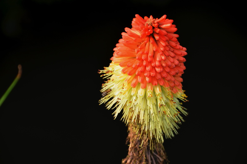 freshness, inflorescence, flowering plant, plant, poker red, flower head, family asphodelaceae, no people, close-up, plant with flowers, kniphofia uvaria