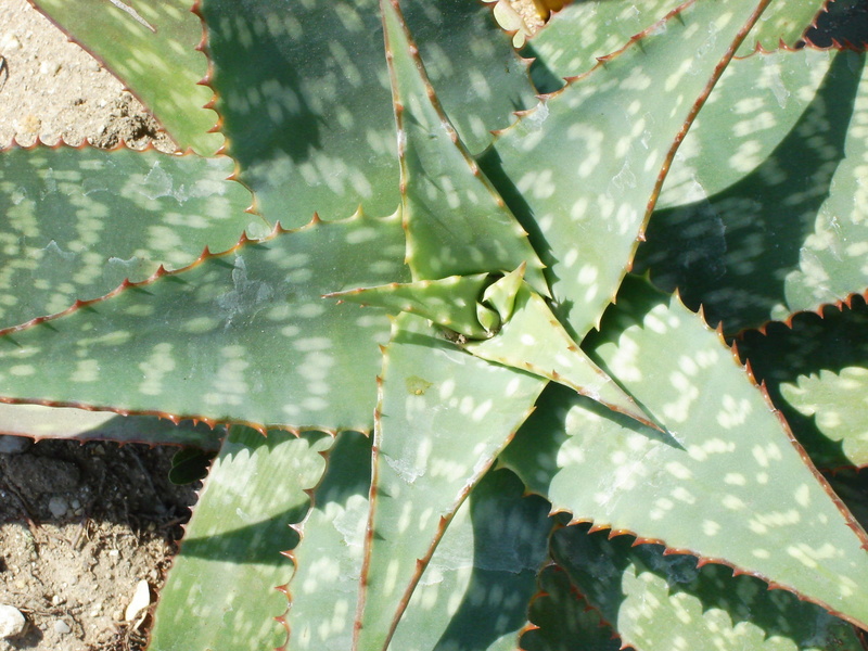 full frame, nature, day, no people, plant, spiked, aloe vera, aloe vera plant, sharp, spiky, cactus, uncultivated, flowers, thorn, asphodelaceae, green color