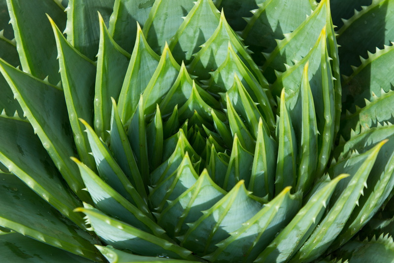 green color, 5K, aloe vera plant, full frame, plant, no people, natural pattern, succulent, close-up, growth, day, perennial, aloe vera, nature, patterns in nature