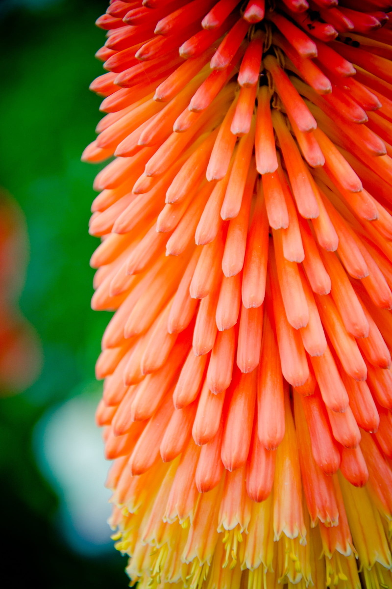 close-up, no people, 1080P, focus on foreground, day, flower head, ornamental plant, red, yellow, vulnerability, nature, orange color, outdoors, bloom