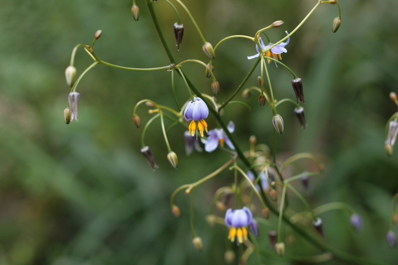 asphodelaceae, plant, pollination, no people, nature, green color, focus on foreground, beauty in nature, inflorescence, close-up, vulnerability, day, flower