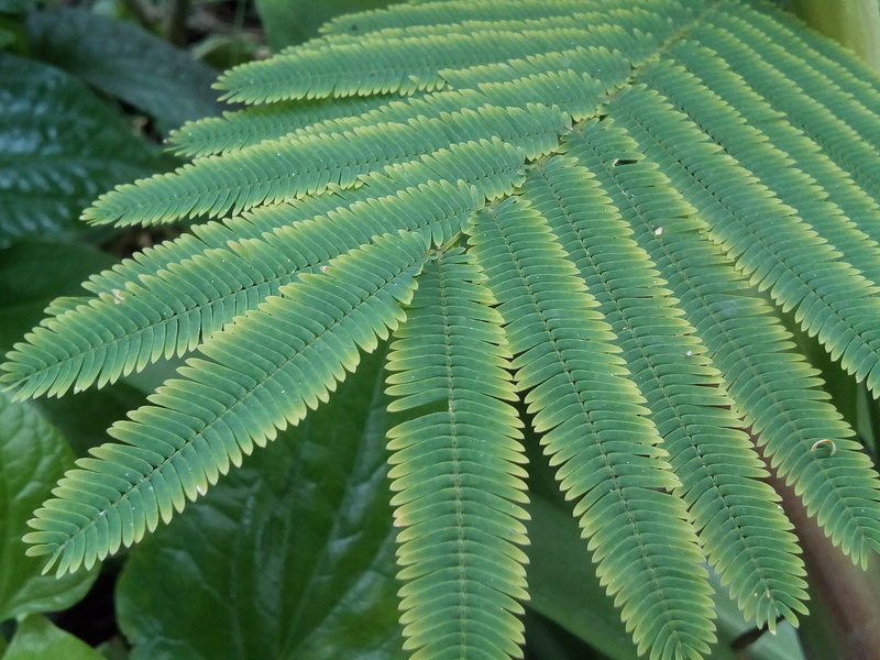 Monocots, leaves, macro, nature, beauty in nature, cha, outdoors, backgrounds, full frame, plant part, 2K, no people, close-up, freshness, growth, green