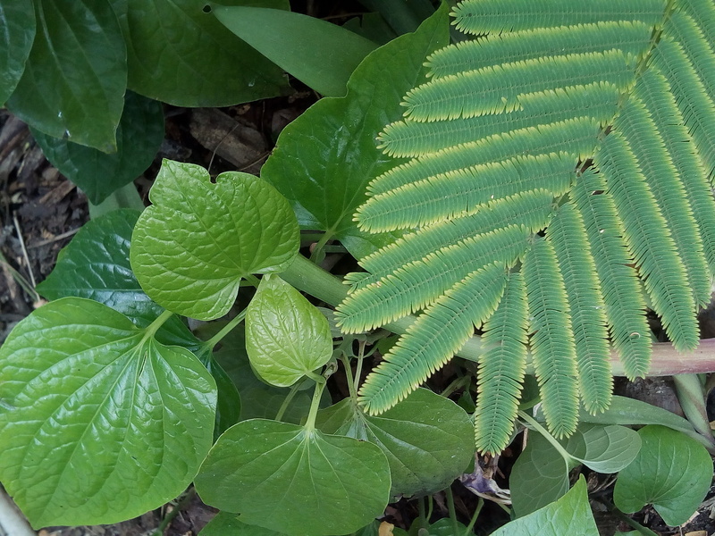 monocots, close-up, day, leaf vein, plant strains, plant, tree, thailands herbs, leaf, fresh, thailand, 2K, full frame, green color, green, nature, beauty in nature