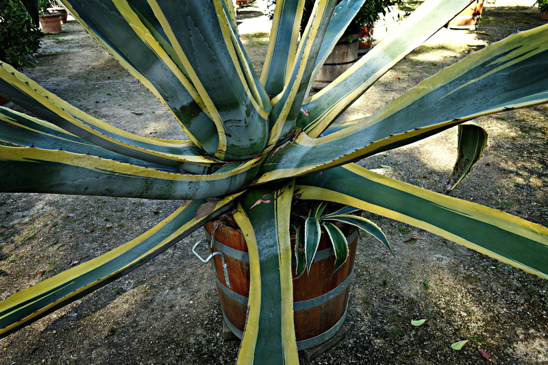 metal, 4K, day, plant part, plant, agave, thorn, beauty in nature, growth, transportation, plant in a tub, monocot, field, nature, succulent, succulent plant