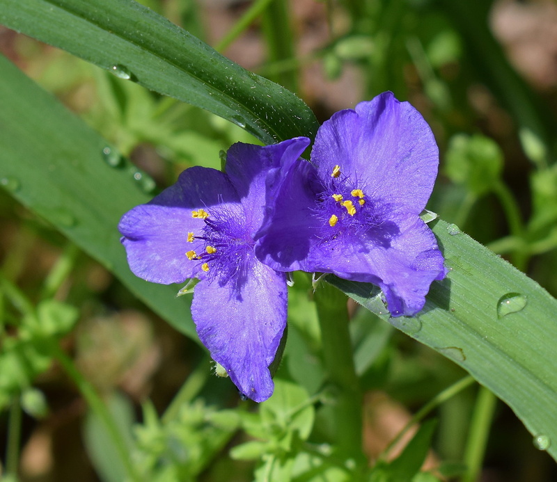 Spiderwort, plant part, 1080P, Tradescantia, colorful, pollination, purple, garden, green Color, freshness, monocot, invertebrate, insect, plant, beauty in nature