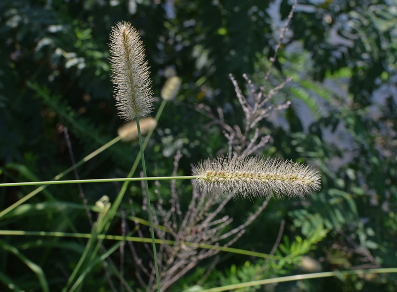 land, flowering plant, monocot, seed, beauty in nature, nature, growth, 4K, squirrel-tailed grass, outdoors, close-up, vulnerability, tranquility, fuzzy