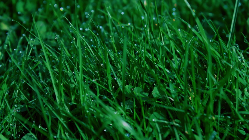green color, beauty in nature, outdoors, selective focus, growth, naturaleza, blade of grass, plant, drop, full frame, foliage, no people, backgrounds