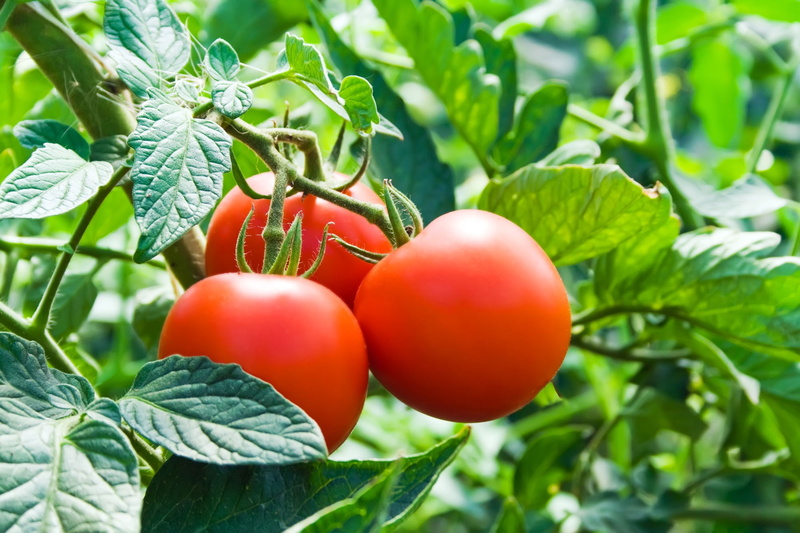 fruta, plant part, planta, green color, tomates, fruit, growth, freshness, red, no people, outdoors, ripe, close-up, plant, healthy eating, leaf, wellbeing