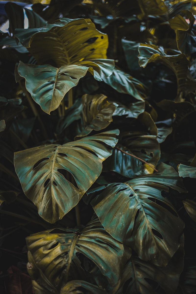 organic, beauty In Nature, botany, natural, freshness, pattern, stem, surface, planta, growth, green, forest, green Color, vein, outdoors, closeup, leafed